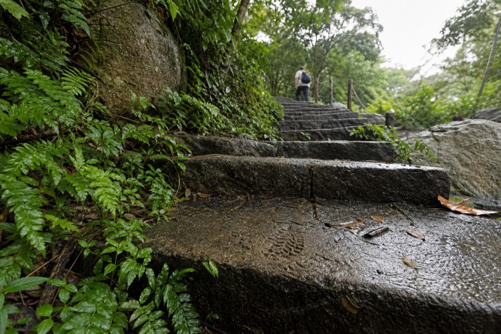 Stone steps on the Lantau Trail climbing through forest, no text, no logos, no people